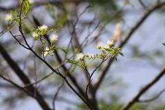 Albizia procera